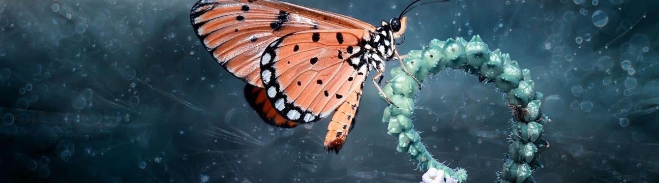 Nancy Van Den Heuvel