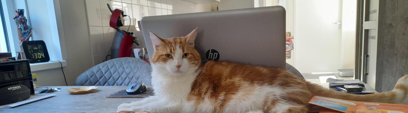 Simba&acute;s belevenissen